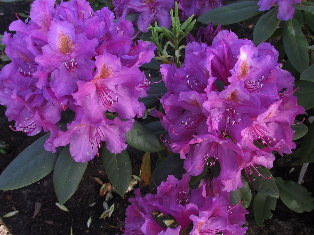 Rhododendron Lees Dark Purple 01.jpg